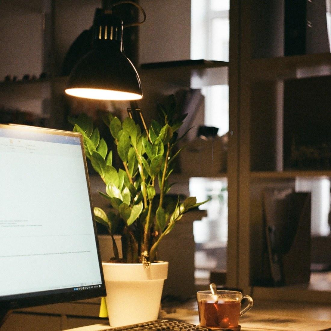 A plant lit by a desk lamp in a quiet workspace